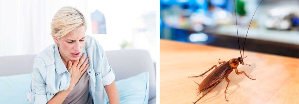 Как избавиться от тараканов