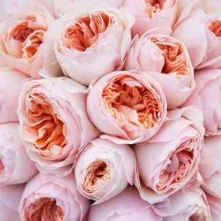 Пионовидные розы – красота и элегантность