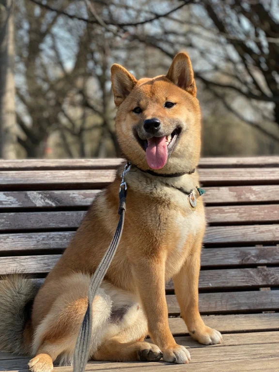 Подходит ли сиба-ину в семью с детьми?