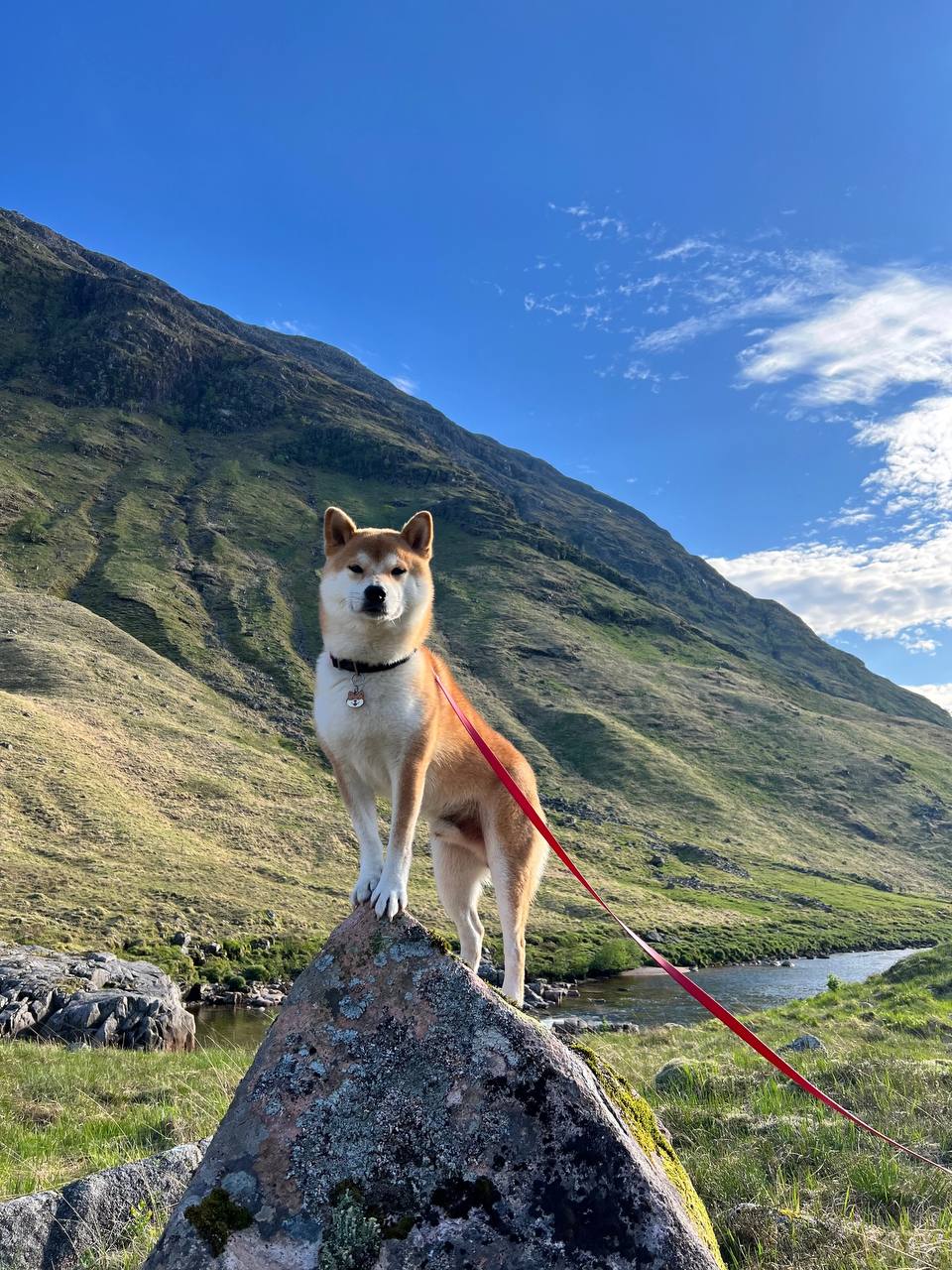 Подходит ли сиба-ину в семью с детьми?