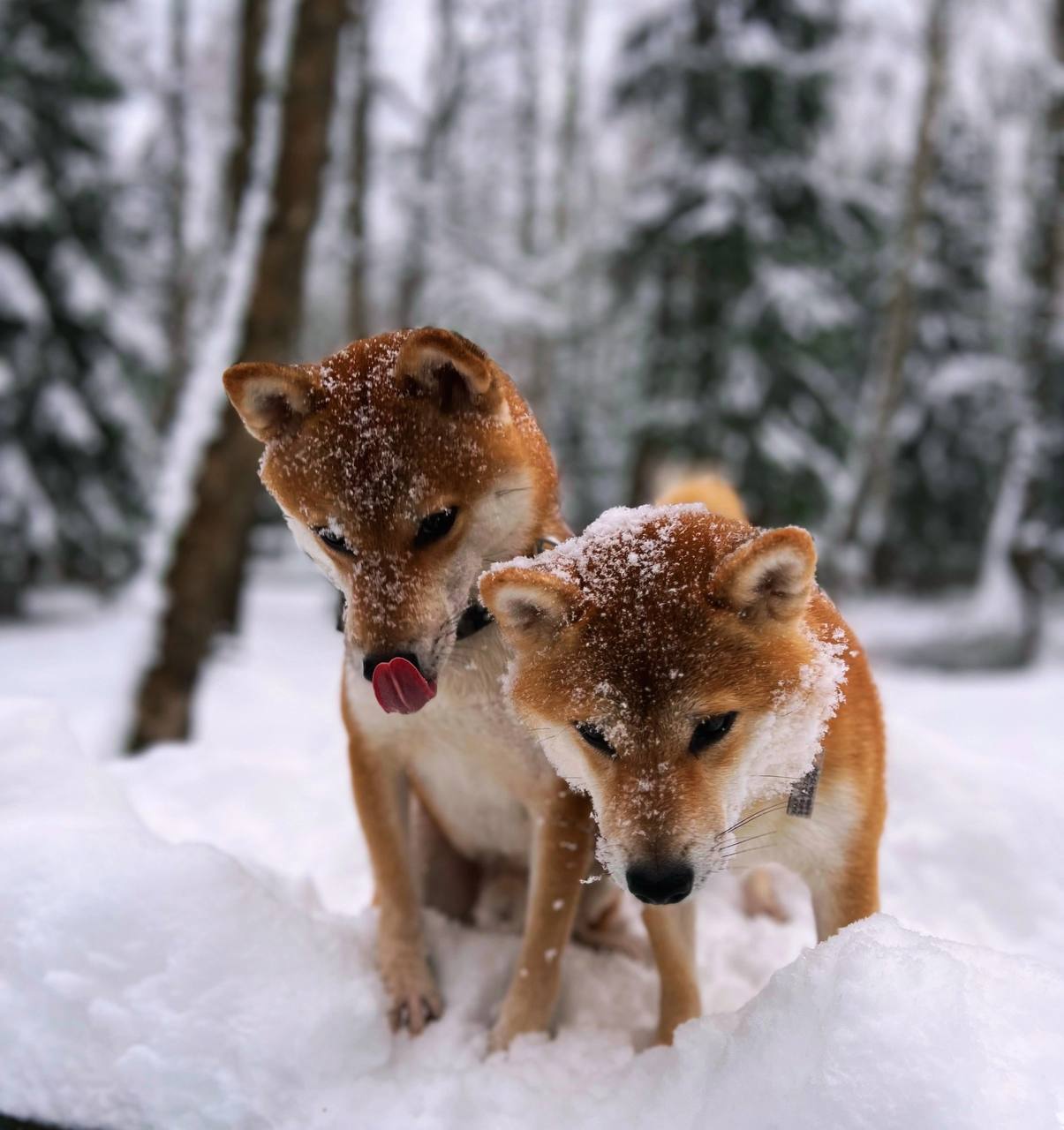 Подходит ли сиба-ину в семью с детьми?