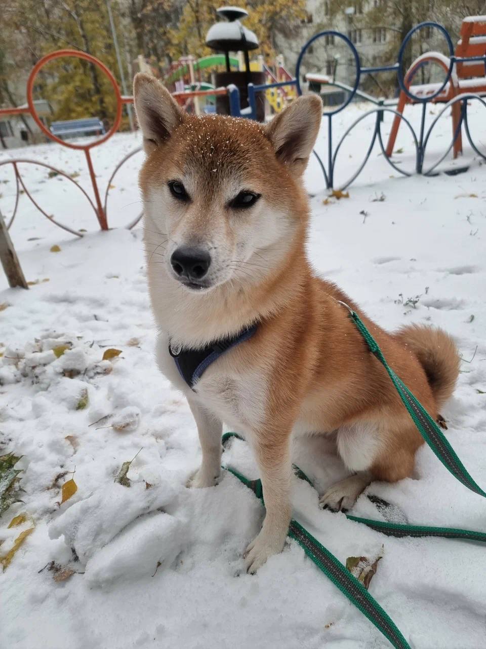 Подходит ли сиба-ину в семью с детьми?