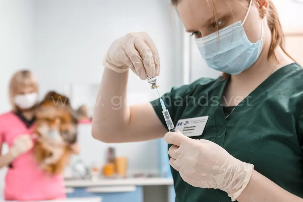 Вакцинация домашних животных: забота о здоровье кошек и собак