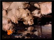 Удивительный мир животных Disney - Львы / El Maravilloso Mundo de los Animales Disney (01. Los Leones) DVDRip