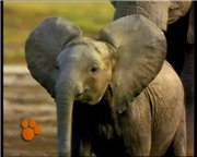 Удивительный мир животных Disney - Слоны / El Maravilloso Mundo de los Animales Disney (03. Los Elefantes) DVDRip