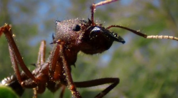 Муравьи: тайная сила природы
