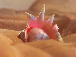 Тушканчик. Серия мультфильмов (3 Части из 3) / 1983-1985 / DVDRip