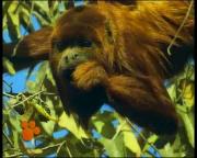 Удивительный мир животных Disney / El Maravilloso Mundo de los Animales Disney (№7-11) DVDRip