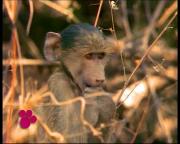 Удивительный мир животных Disney / El Maravilloso Mundo de los Animales Disney (№7-11) DVDRip