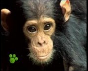 Удивительный мир животных Disney / El Maravilloso Mundo de los Animales Disney (04. Los Chimpancs / Шимпанзе) DVDRip