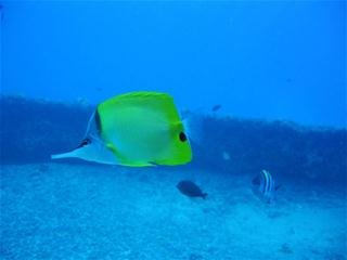 Великолепие подводного мира / Обои для рабочего стола / 2010