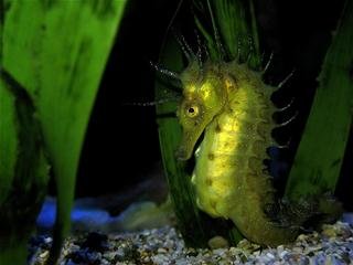 Великолепие подводного мира / Обои для рабочего стола / 2010