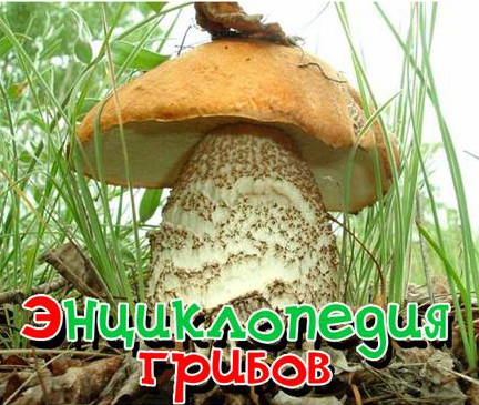 Энциклопедия грибов