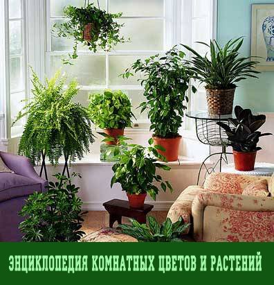 Энциклопедия комнатных цветов и растений