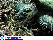 Ребенок Гений: Подводные приключения / Baby Genius: Underwater Adventures / 2004 /DVDRip