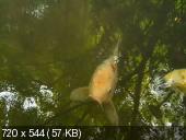 Японские сады / Japanese Gardens (2010/DVDRip/2Gb)