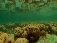 BBC: Мир природы. Могущество Луны / Natural World. Moon Power (2005) SATRip