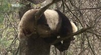 Гигантская панда. Панды на свободе / Giant Panda. Pandas in the Wild (2009) HDTVRip