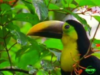 Мир природы. Отель Геликония / Natural World. Hotel Heliconia (2001) SATRip