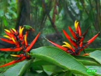 Мир природы. Отель Геликония / Natural World. Hotel Heliconia (2001) SATRip