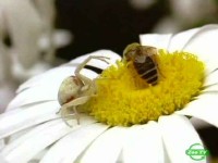 BBC: Мир природы. Таинственный сад / Natural World. The Secret Garden (2001) SATRip