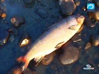 Голубая лента Якутии (2010) SATRip