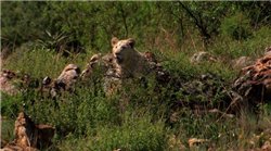 Белый лев / White Lion (2010/BDRip/HDRip)