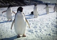 Антарктида. Лед / Ice (2011) SATRip