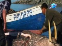 Добро пожаловать в Энурмино! (2010) TVRip