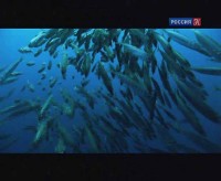 Ступени цивилизации. Коллективное сознание / The intelligence of the Masses (2010) DVB