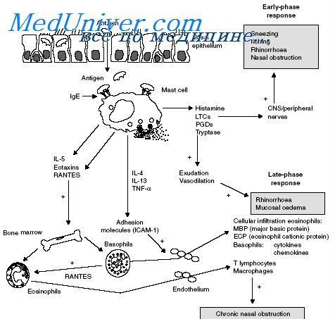 аллерген и аллергенность