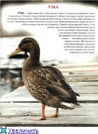 Животный мир Украины