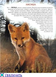 Животный мир Украины