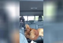 Друзья-неразлучники: собака покорила Сеть своей заботой о младенце