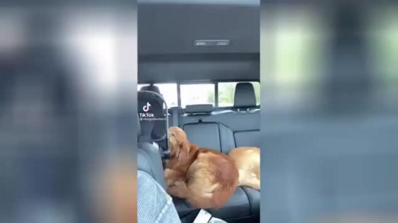 Друзья-неразлучники: собака покорила Сеть своей заботой о младенце