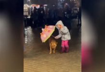 Пример человечности: спасающая от дождя собаку девочка умилила Сеть
