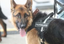 Кинолог и служебная собака нашли пропавшего ребенка в Петербурге