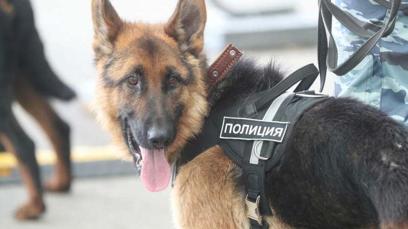 Кинолог и служебная собака нашли пропавшего ребенка в Петербурге
