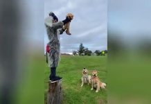 Отец с малышом и двумя псами восхитил соцсети сценой из «Короля Льва»