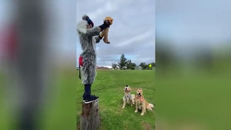 Отец с малышом и двумя псами восхитил соцсети сценой из "Короля Льва"