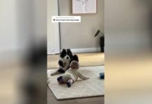 Первая встреча младенца с собакой растрогала в TikTok миллионы людей