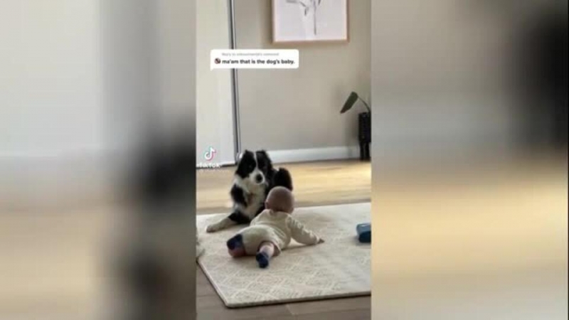 Первая встреча младенца с собакой растрогала в TikTok миллионы людей