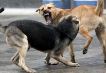 На Сахалине стая бездомных собак искусала ребенка