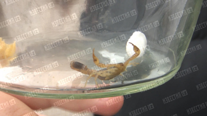 Начала опухать рука: девочка рассказала о последствиях укуса скорпиона