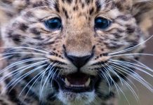 Женщина километр бежала за похитившим ее сына леопардом