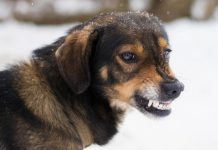 Бродячая собака искусала двоих детей в Подмосковье