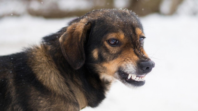 Бродячая собака искусала двоих детей в Подмосковье