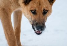 Бродячие собаки насмерть загрызли 7-летнюю девочку в Забайкалье