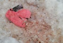 Детскую куртку в крови нашли в лесу под Петербургом