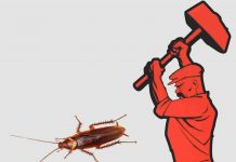 Как убрать запах после травли тараканов